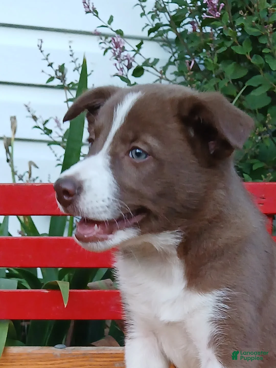 Border Collie dogs for sale: Kiwi - Ad 5