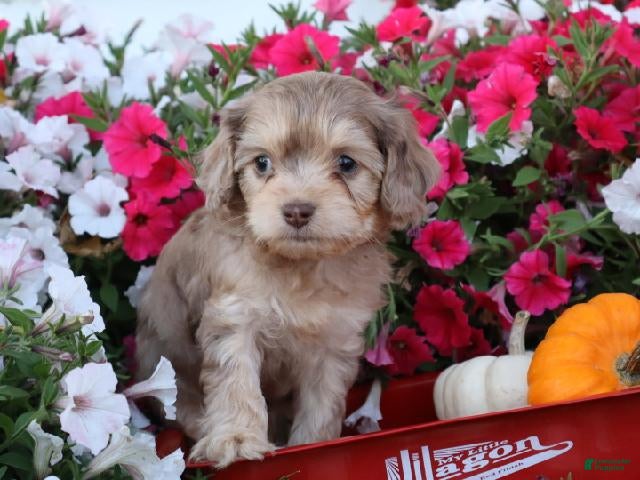 Cavapoo dogs Leif - Ad 1