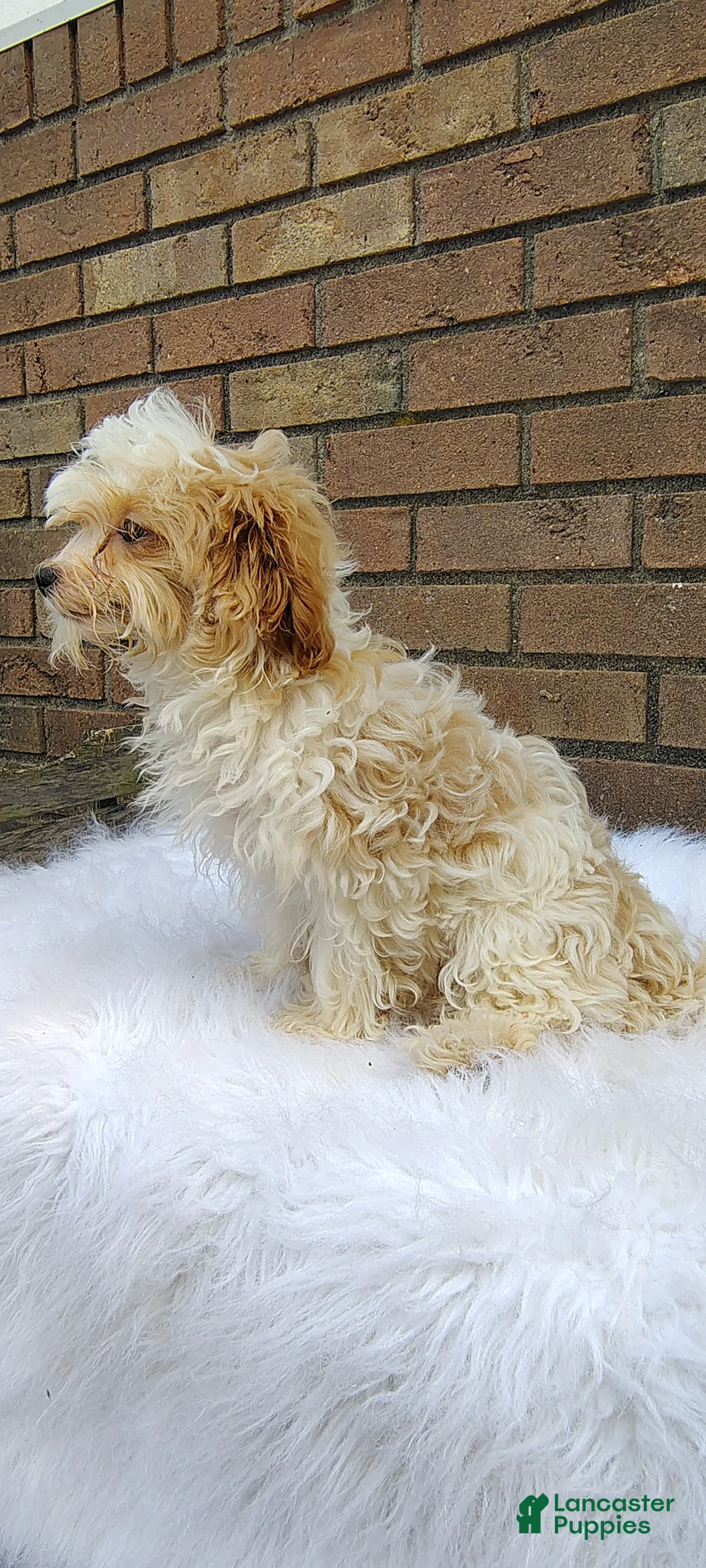 Maltipoo dogs for sale: Pancake - Ad 7