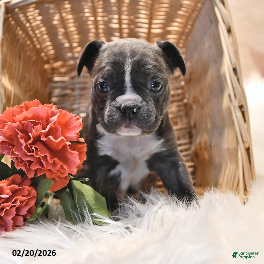 Frenchton dogs for sale: Glimmer - Ad 4