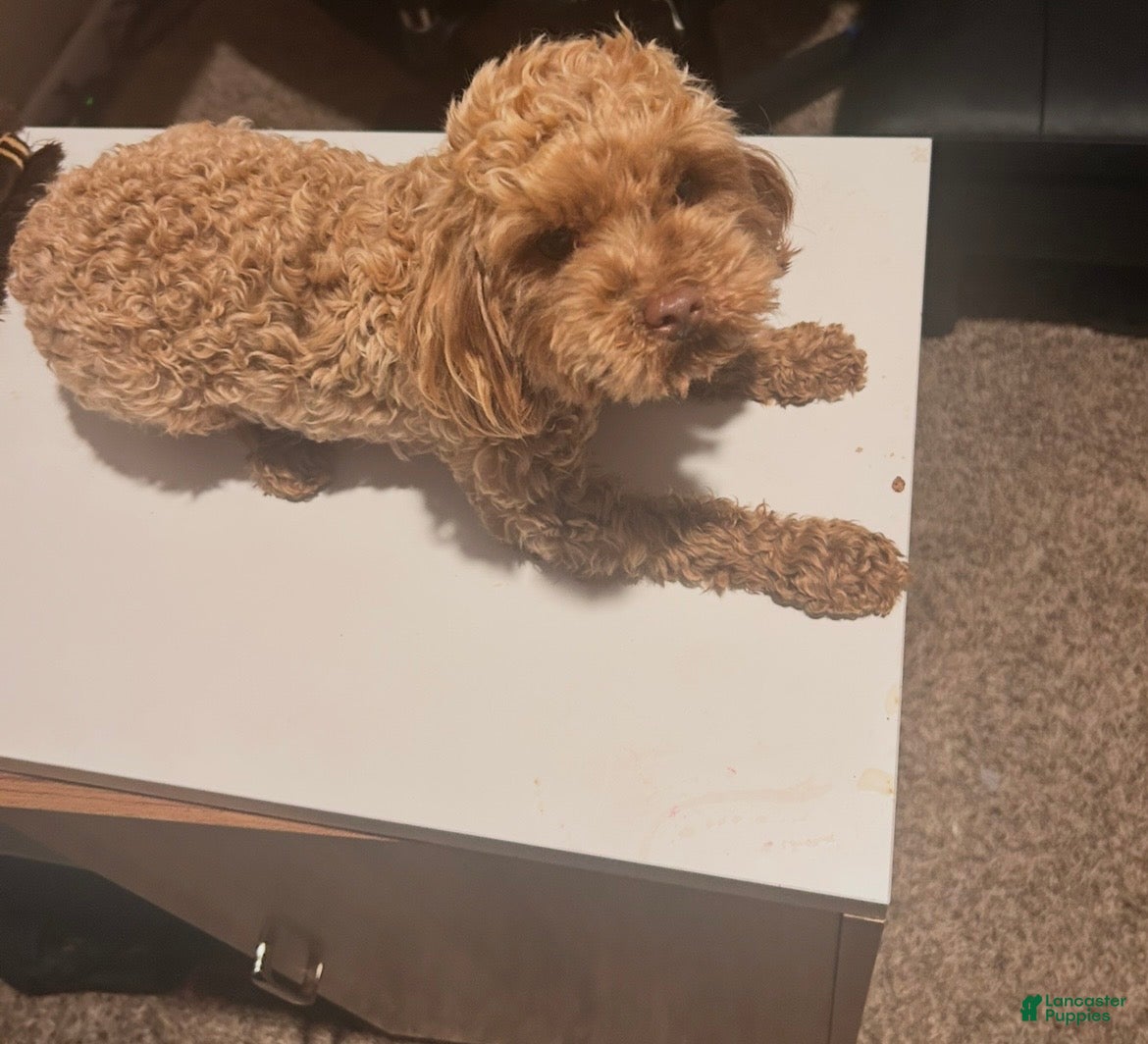Toy Poodle dogs Toy Poodle Puppy 1 - Ad 1