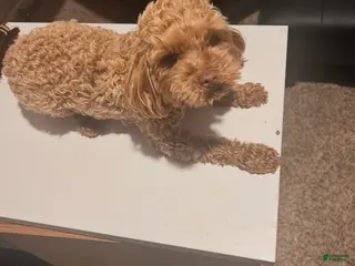 Toy Poodle dogs for sale: Toy Poodle Puppy 1 - Ad 1