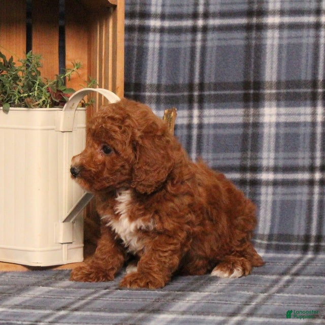 Miniature Poodle dogs Holland - Ad 2