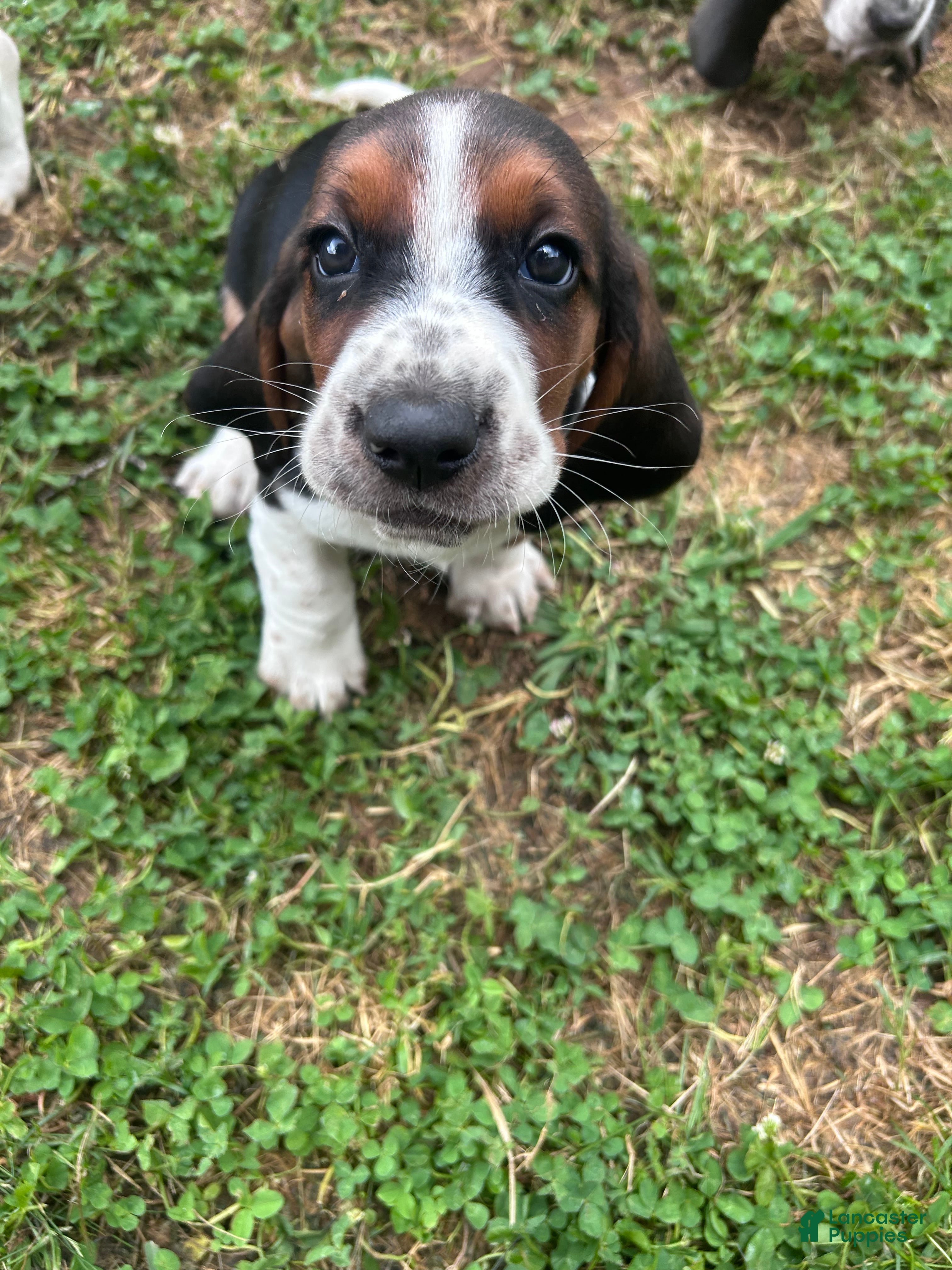 Basset Hound dogs Newt  - Ad 15