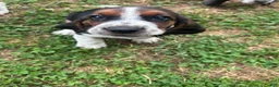 Basset Hound dogs for sale: Newt  - Ad 1