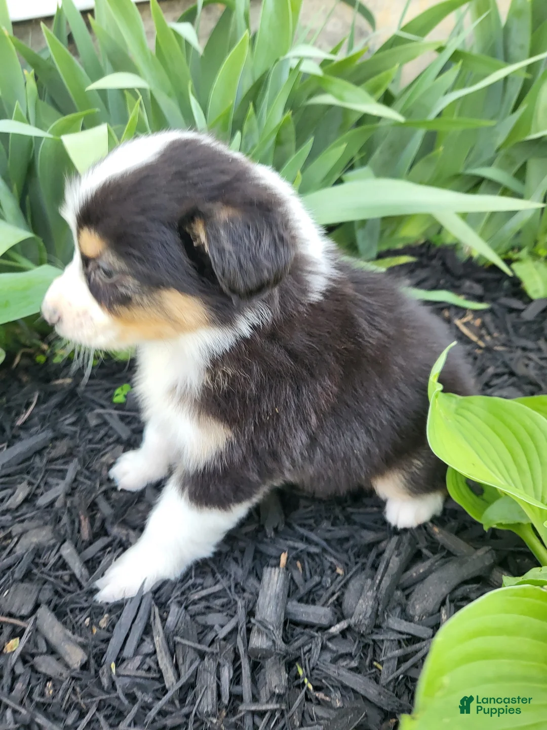 Australian Shepherd dogs for sale: Australian Shepherd Puppy 6 - Ad 2