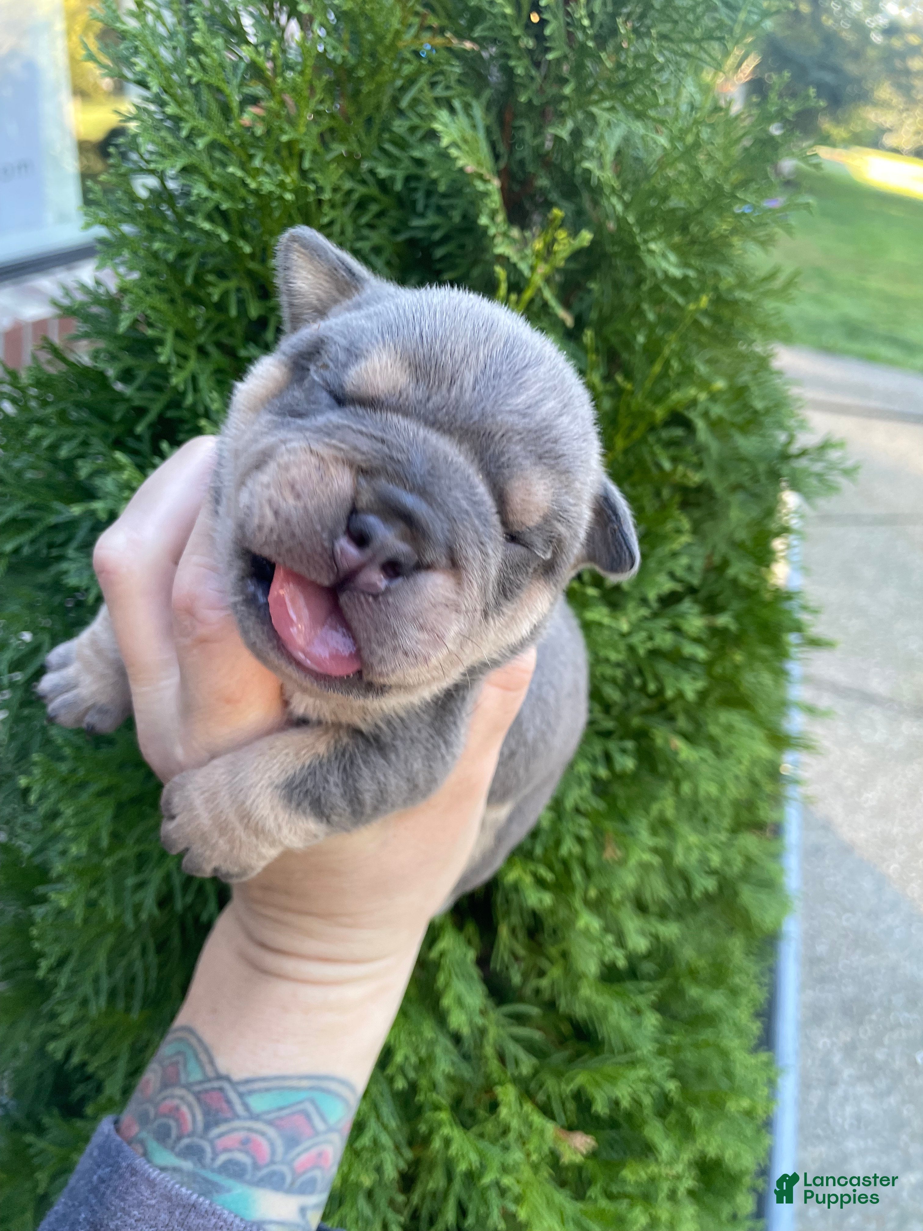 English Bulldog dogs English Bulldog Puppy 3 - Ad 4