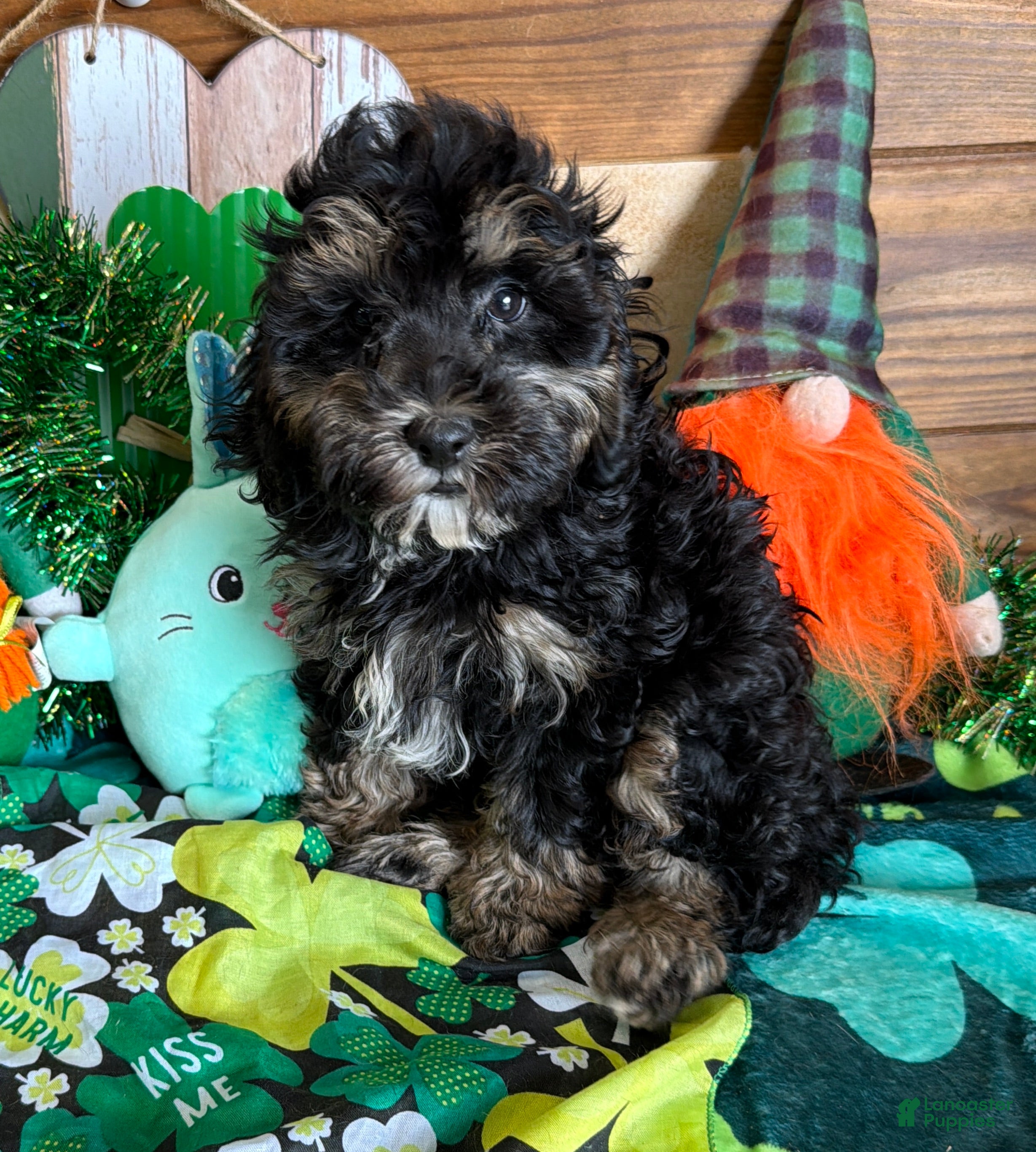 Cockapoo dogs Abe - Ad 23