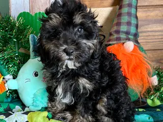 Cockapoo dogs Abe - Ad 23