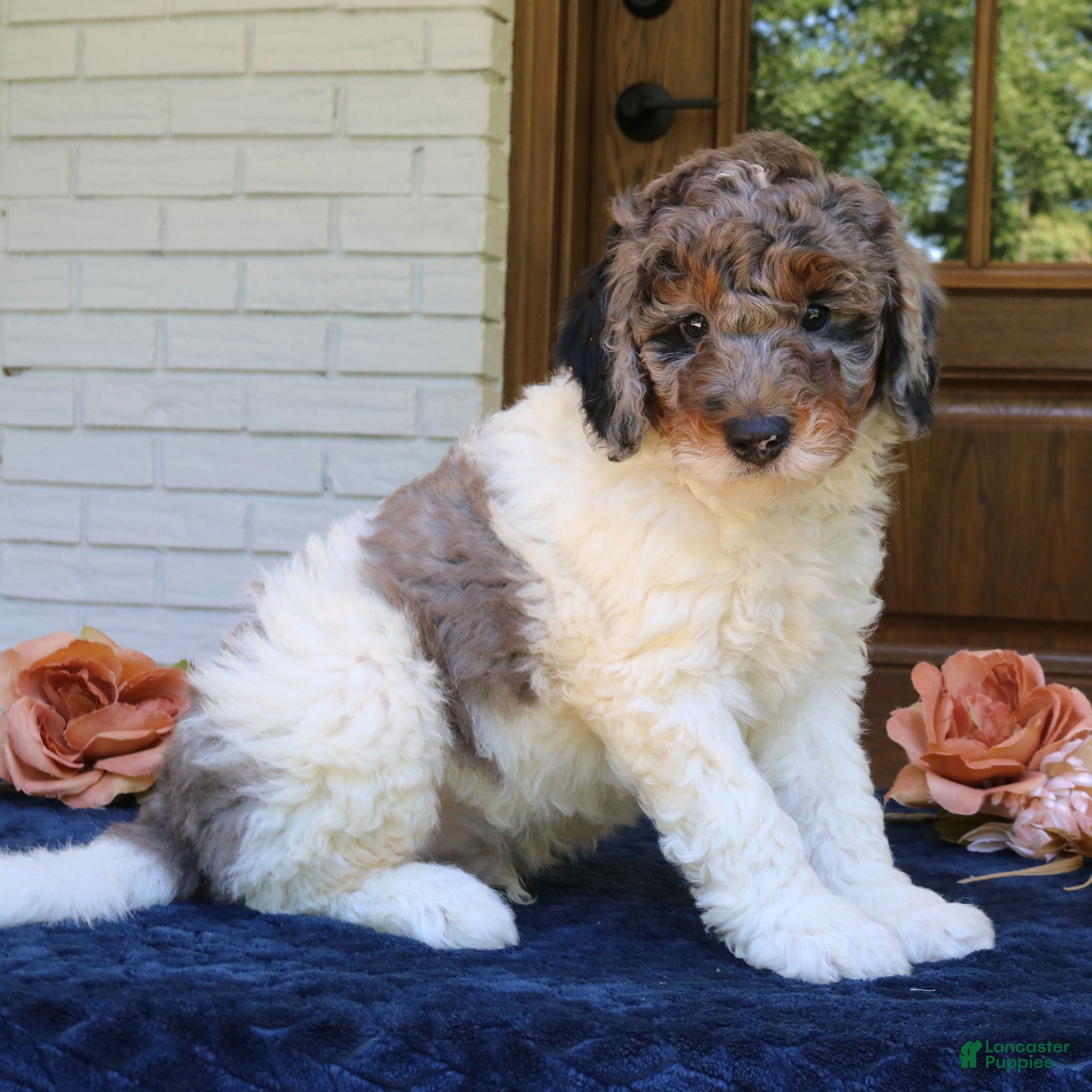 Mini Bernedoodle dogs Milo  - Ad 2