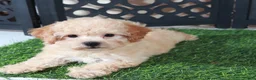 Bichpoo dogs for sale: Bella Adorable Poochon Puppy - Ad 2