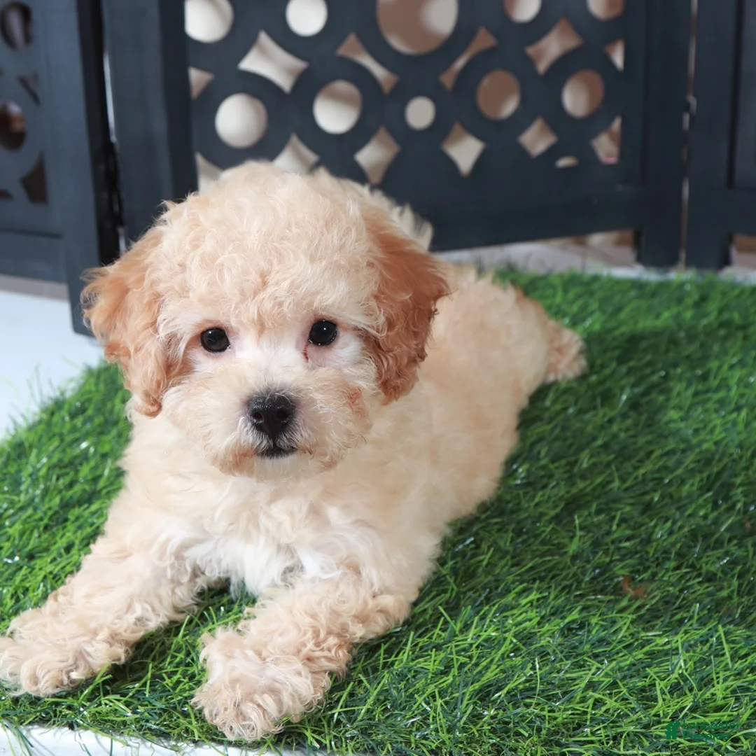 Bichpoo dogs for sale: Bella Adorable Poochon Puppy - Ad 2