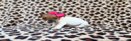 Jack Russell Terrier dogs for sale: Brooklynn - Ad 4