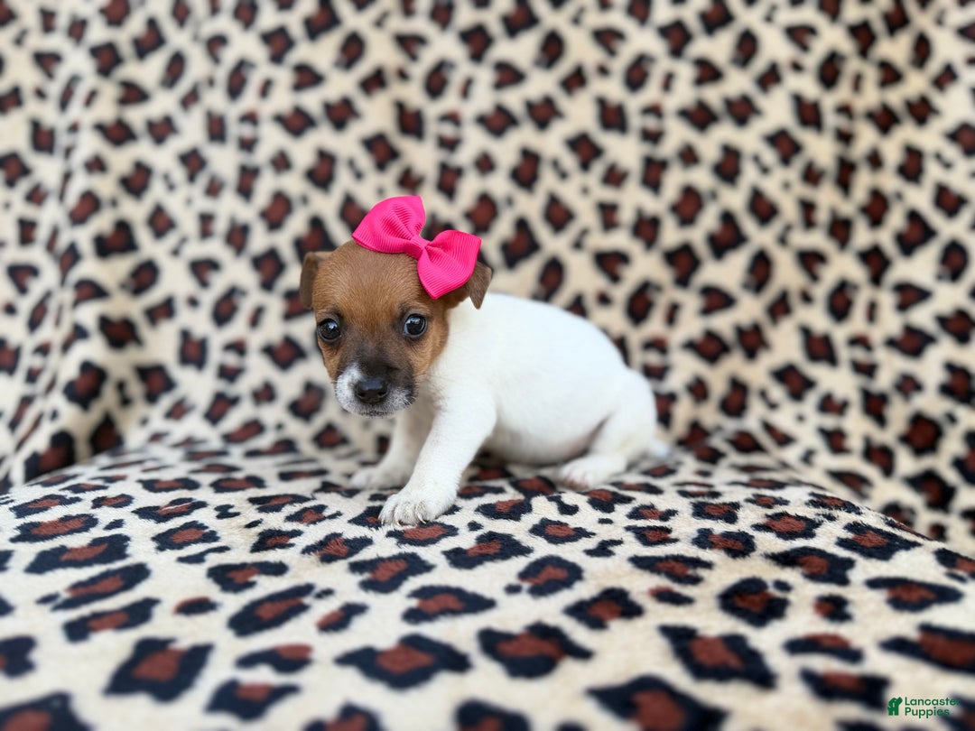 Jack Russell Terrier dogs for sale: Brooklynn - Ad 4