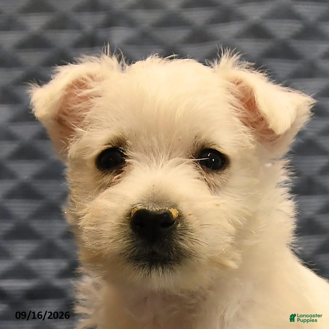 West Highland Terrier dogs for sale: Nate - Ad 2