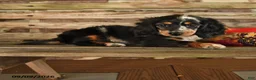 Dachshund dogs for sale: Brianna - Ad 1