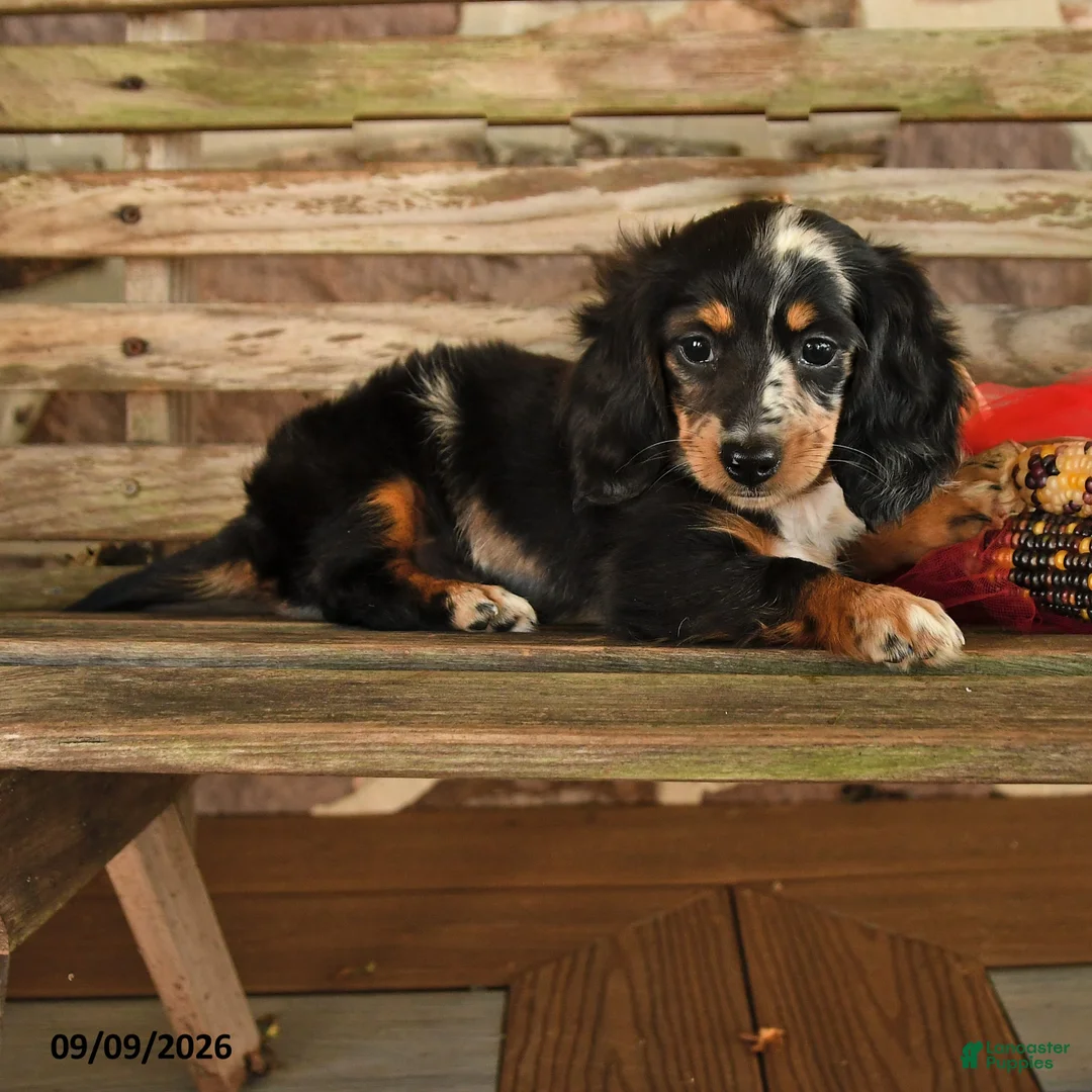 Dachshund dogs for sale: Brianna - Ad 1