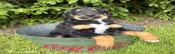 Bernedoodle dogs for sale: Boone - Ad 3