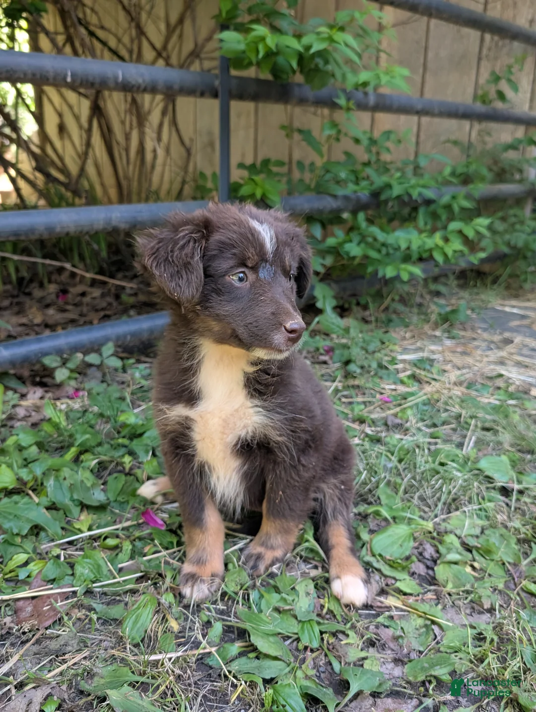 Australian Shepherd dogs for sale: Australian Shepherd Puppy 10 - Ad 2
