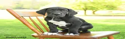 Great Dane dogs for sale: Stella - Ad 1