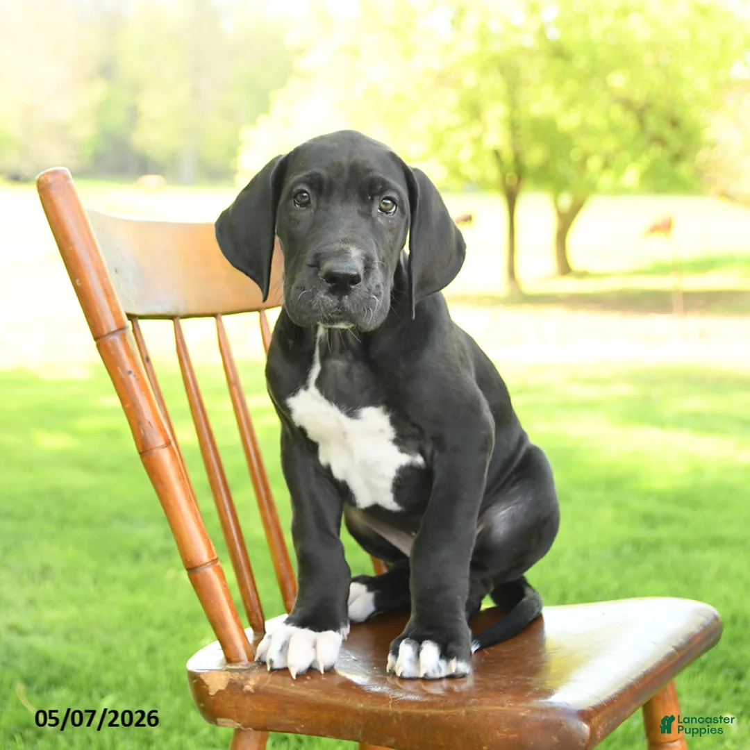 Great Dane dogs for sale: Stella - Ad 1