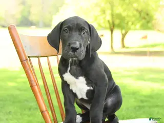 Great Dane dogs for sale: Stella - Ad 2