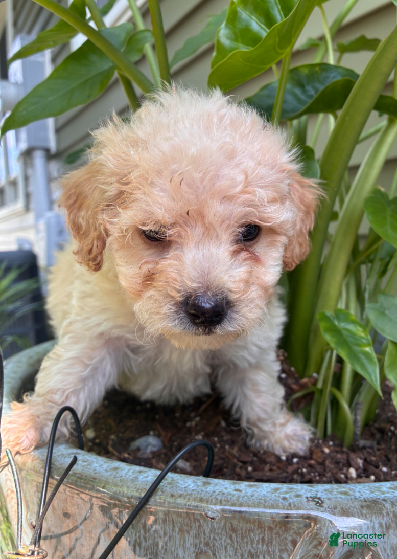 Bichpoo dogs Booker - Ad 2