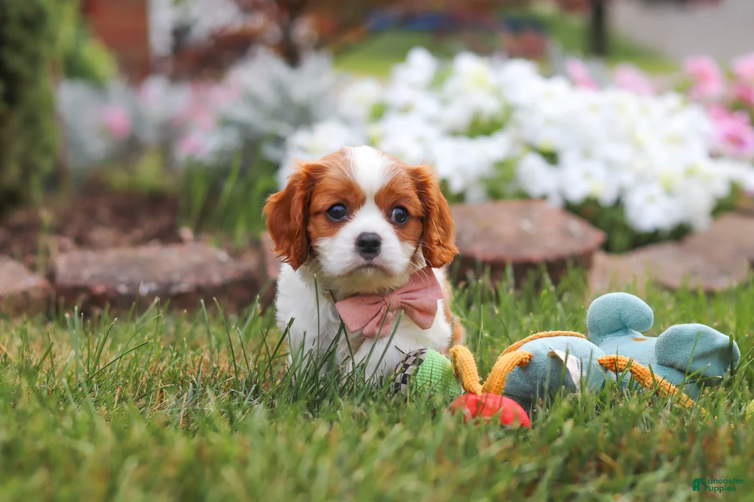 Cavalier King Charles Spaniel dogs for sale: Bentley - Ad 2