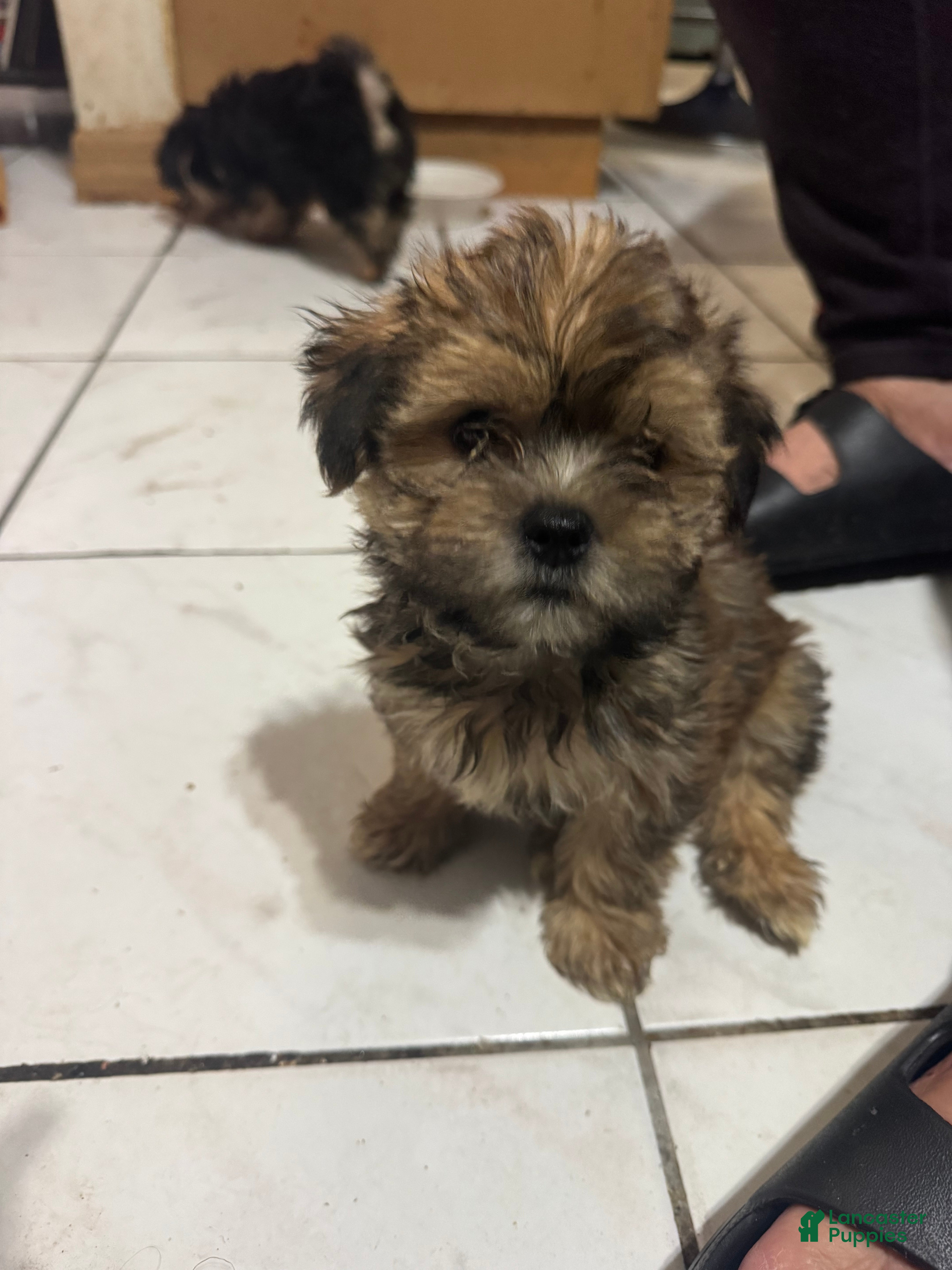 Morkie dogs Morkie 1 - Ad 3