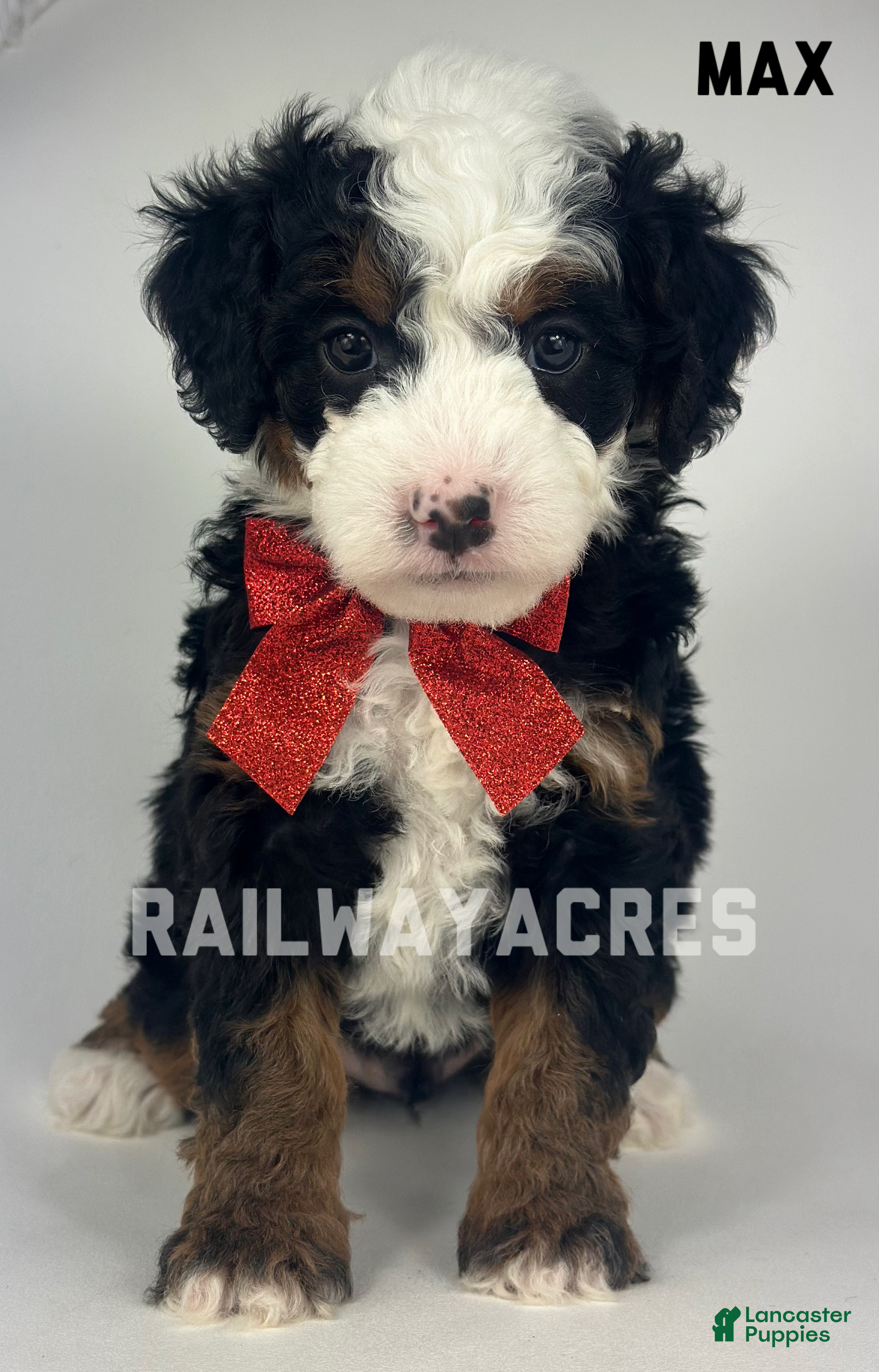 Mixed Breed dogs Max - Ad 15