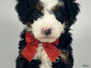 Mixed Breed dogs Max - Ad 39