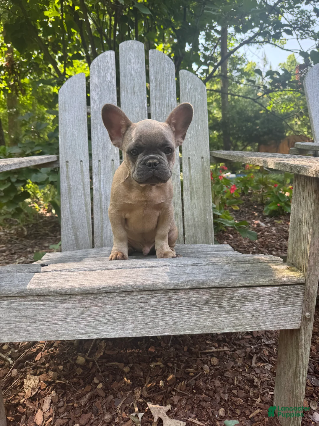 French Bulldog dogs for sale: French Bulldog 1 - Ad 2