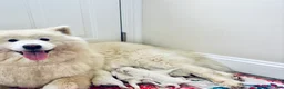 Samoyed dogs for sale: Willow - Ad 2