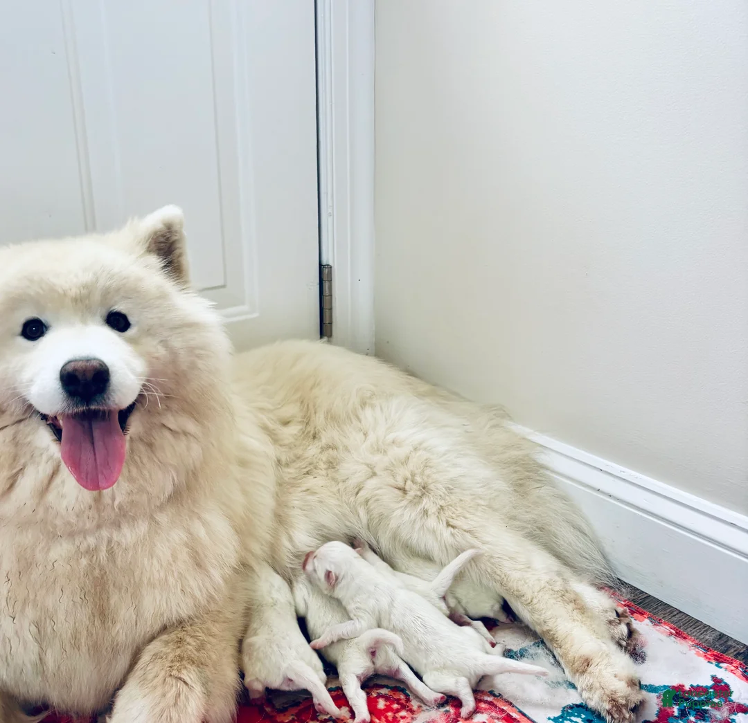 Samoyed dogs for sale: Willow - Ad 2