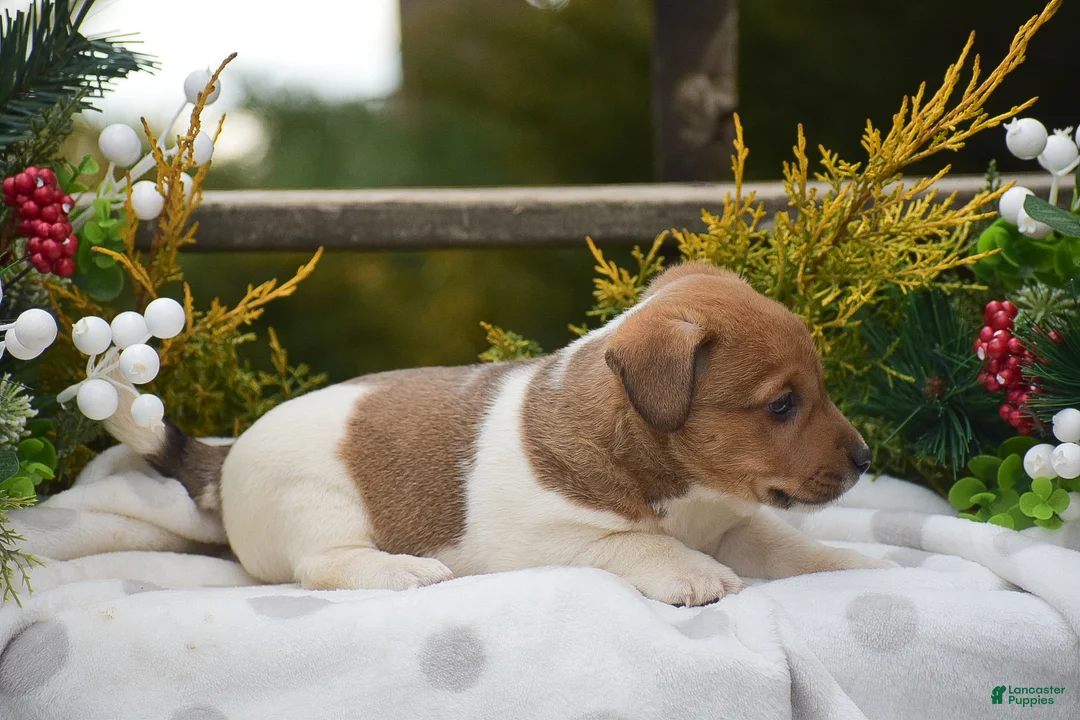 Jack Russell Terrier dogs for sale: Pebbles - Ad 4