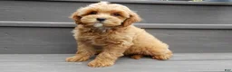 Cavapoo dogs for sale: Harley - Ad 4