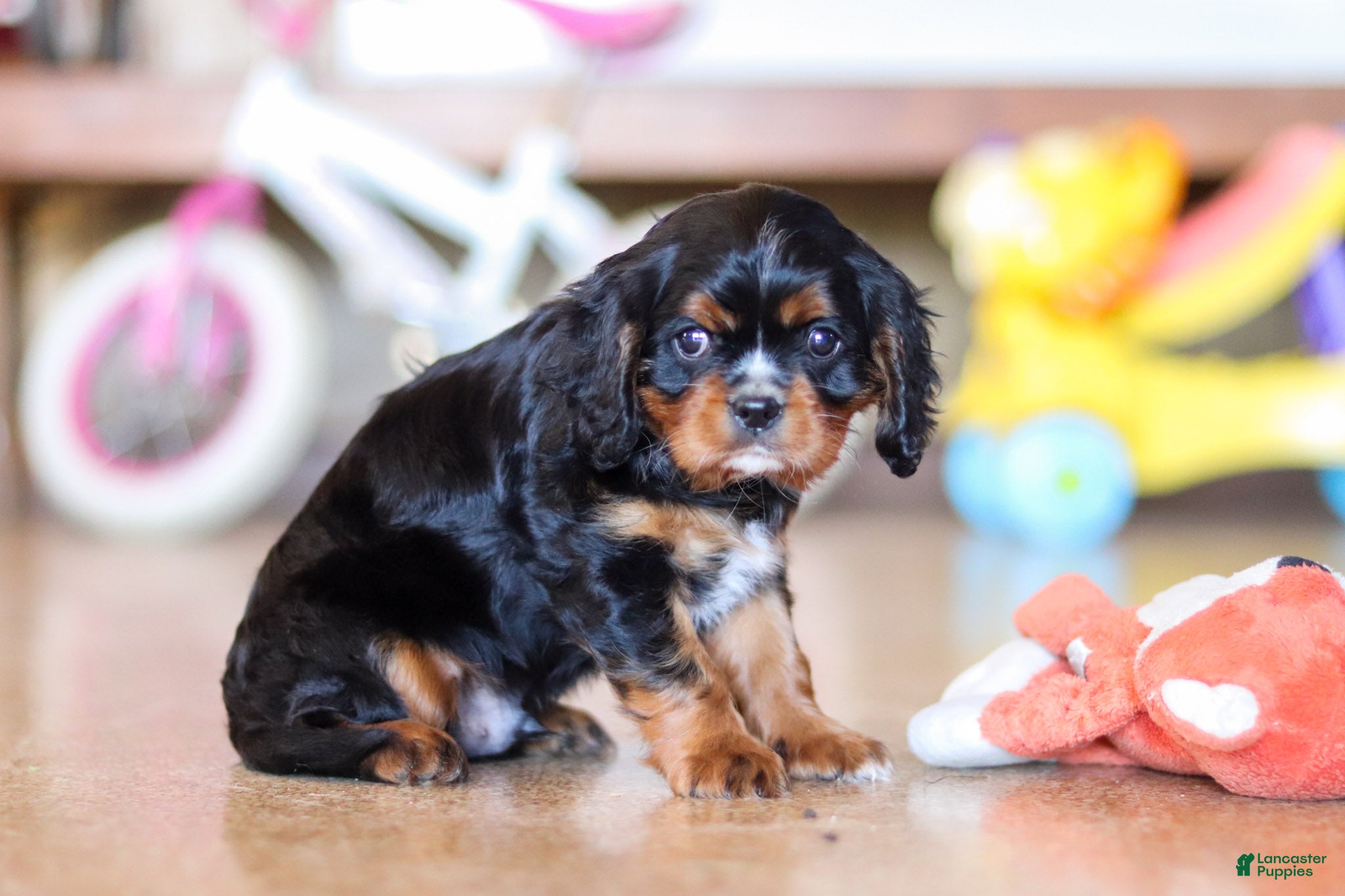 Cavalier King Charles Spaniel dogs for sale: Brock - Ad 5