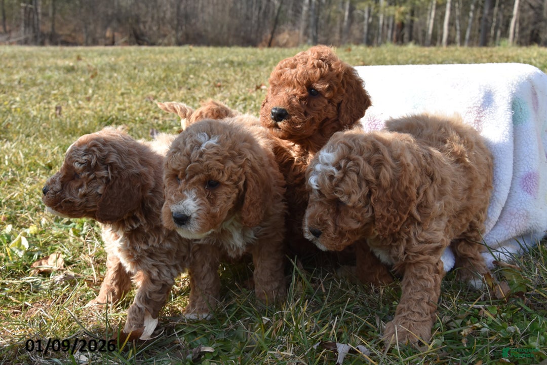 Miniature Poodle dogs for sale: Hunter - Ad 3