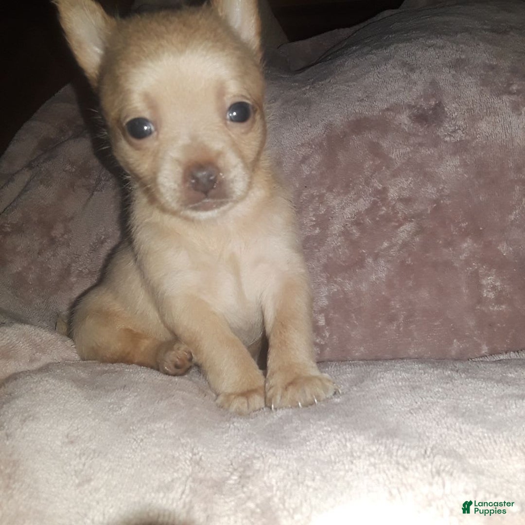 Gallery Image {{count}}