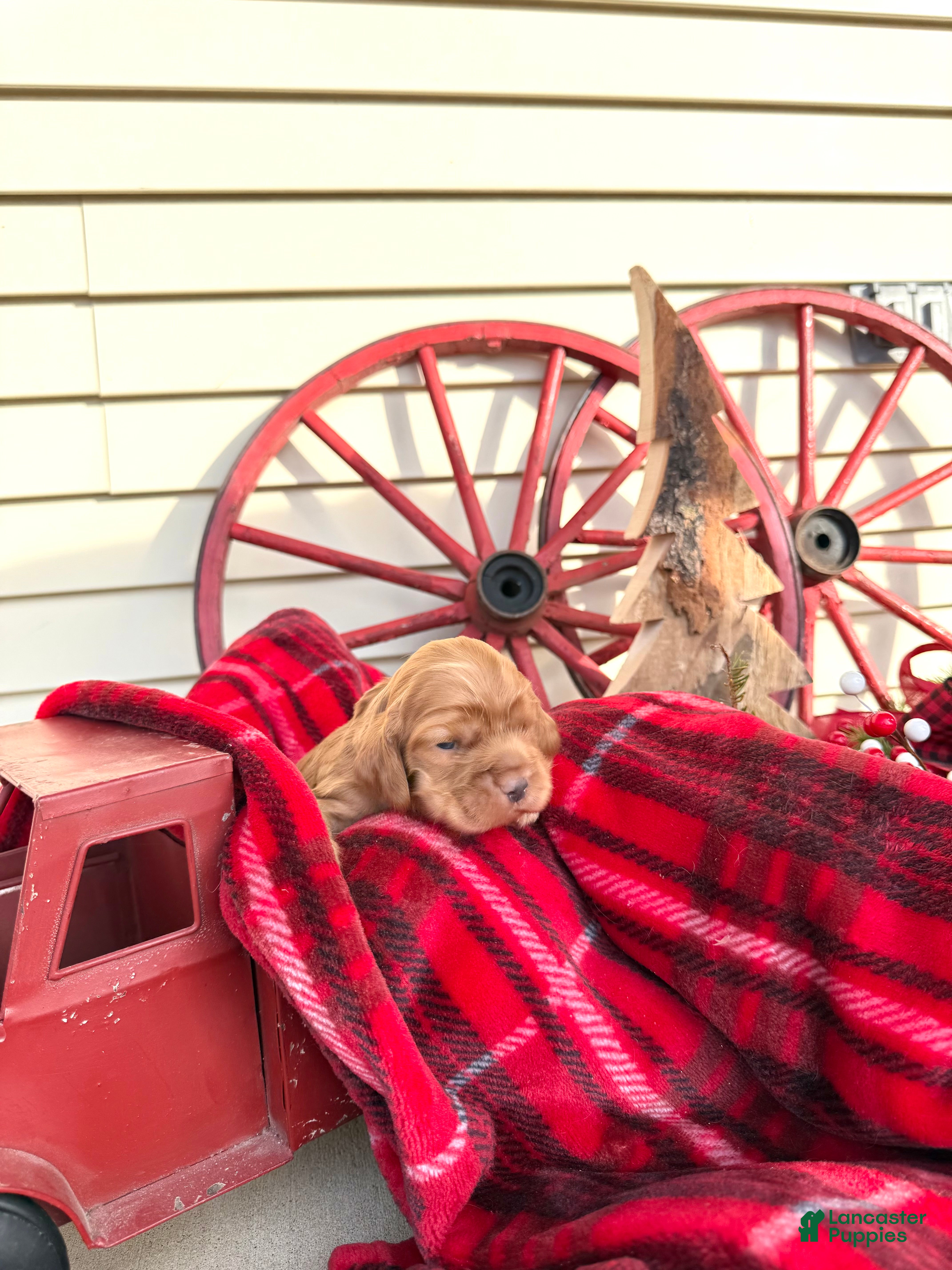 Cocker Spaniel dogs Archie - Ad 21