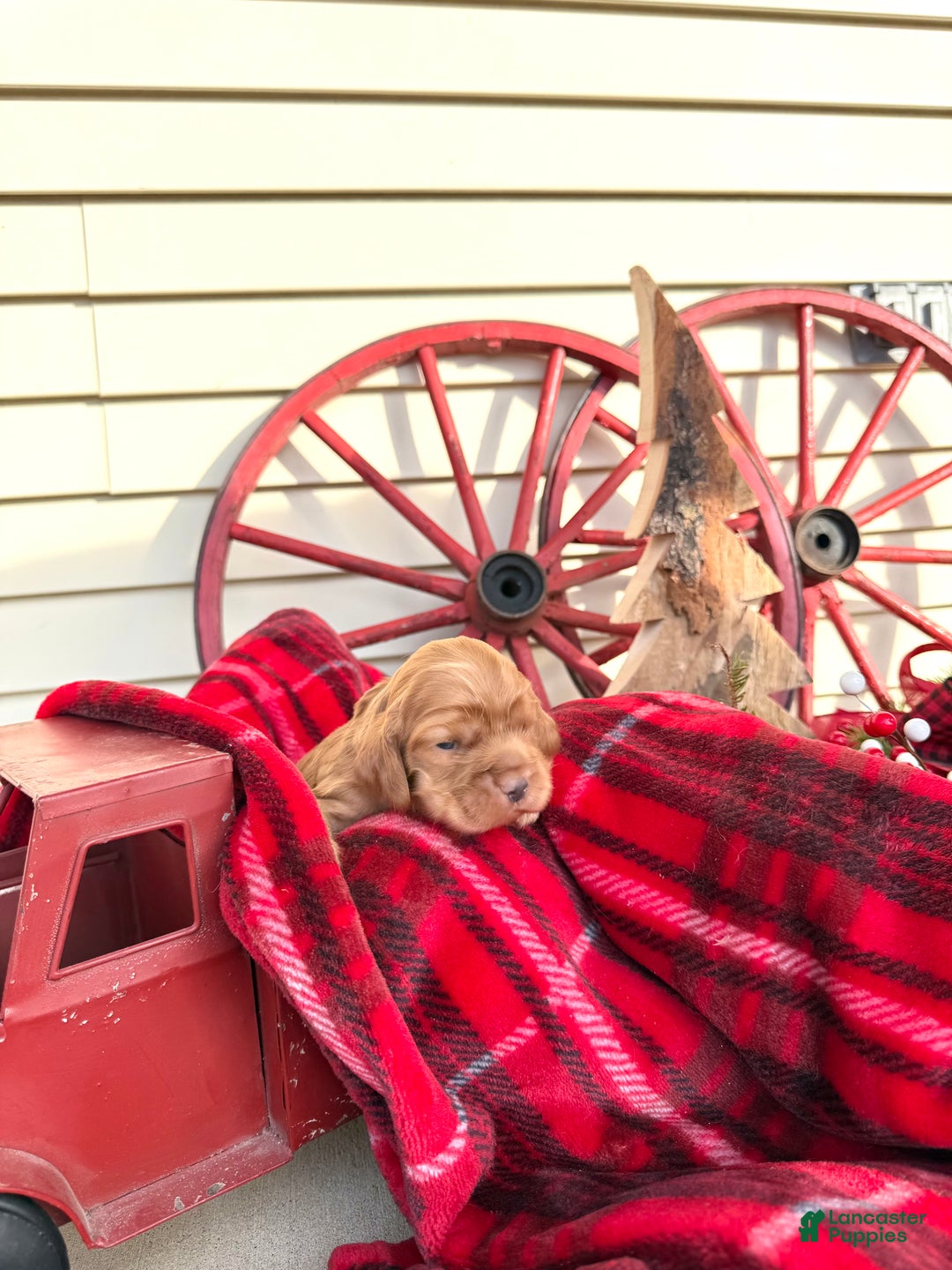 Cocker Spaniel dogs for sale: Archie - Ad 1