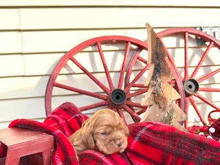 Cocker Spaniel dogs Archie - Ad 38