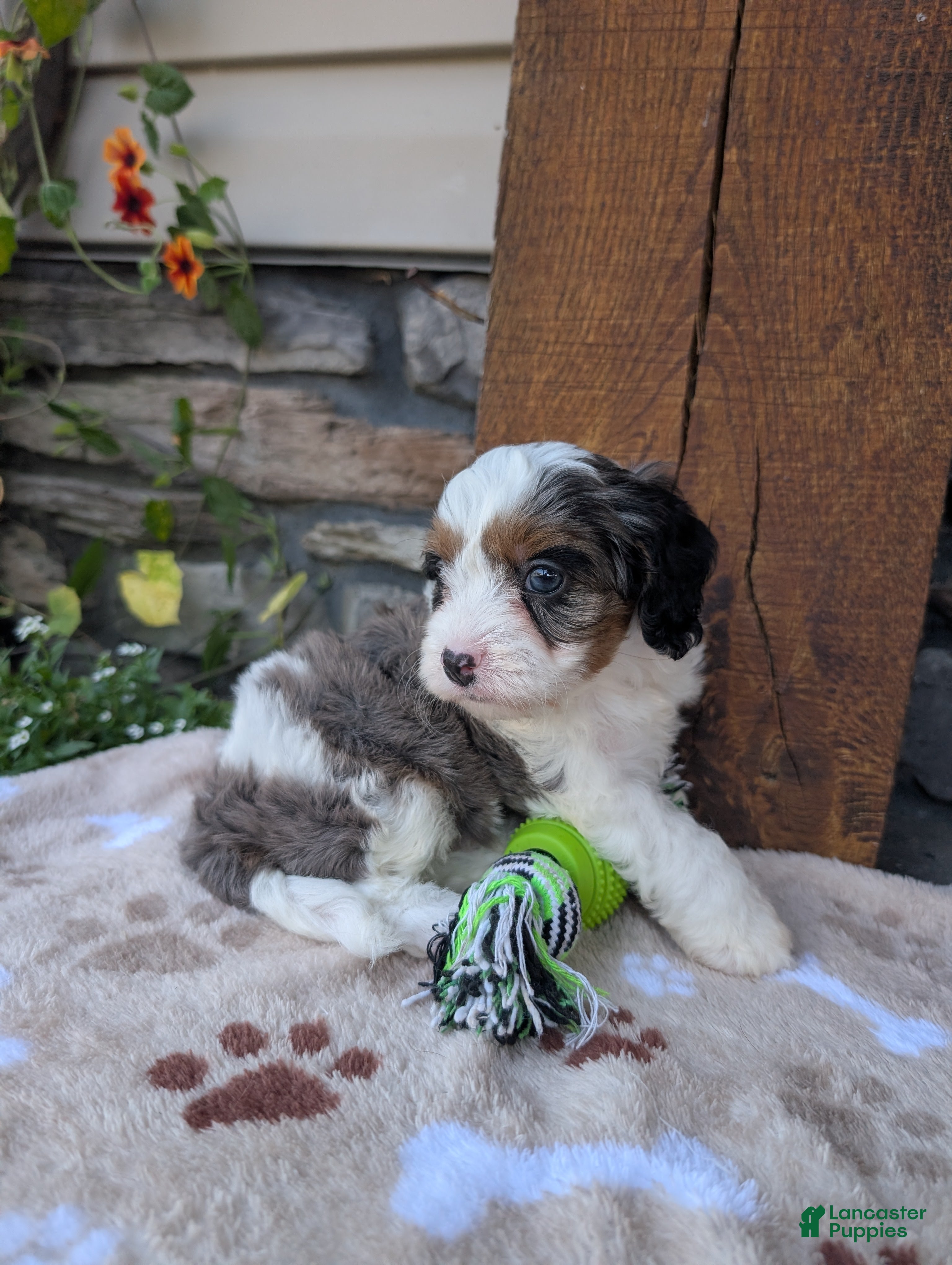 Cavapoo dogs Brady  - Ad 2