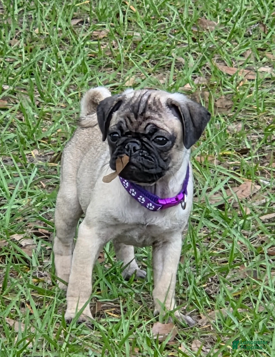 Pug dogs for sale: Violet  - Ad 2