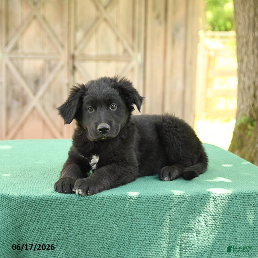 Mixed Breed dogs Shawn  - Ad 1