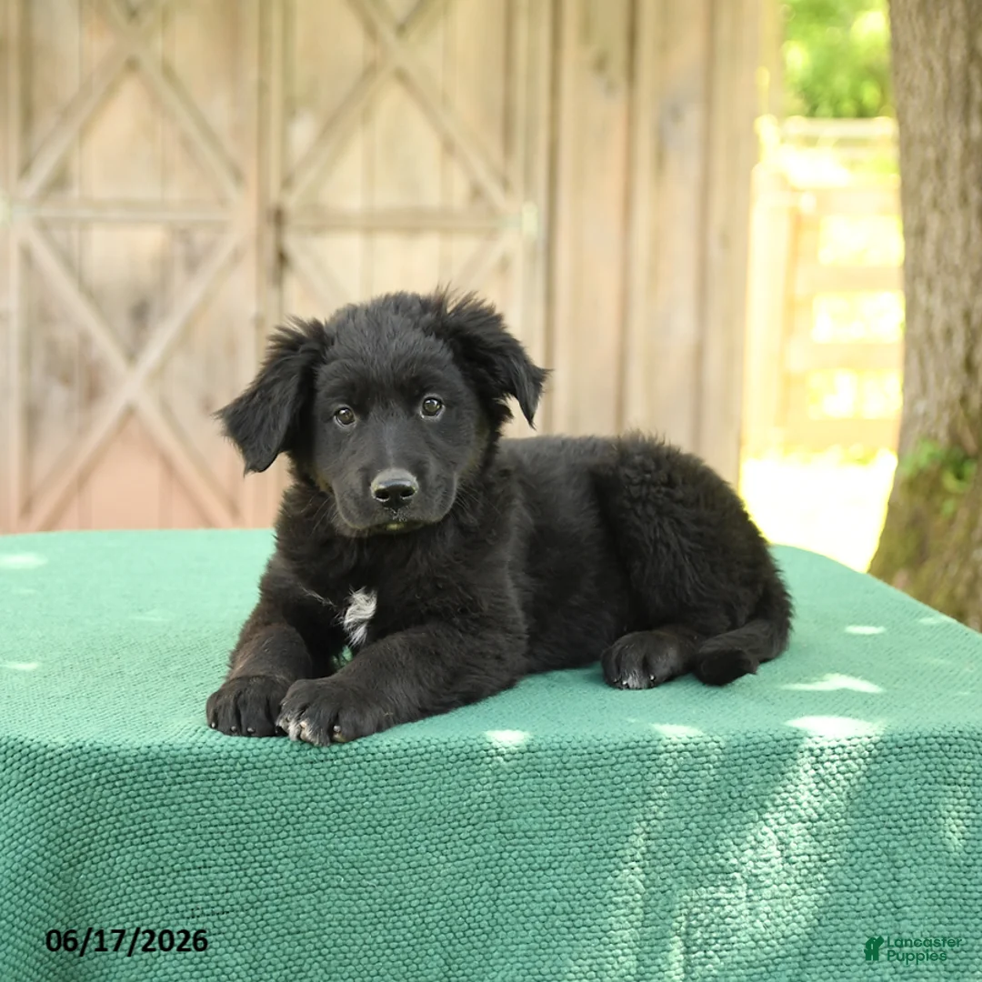Mixed Breed dogs for sale: Shawn  - Ad 1