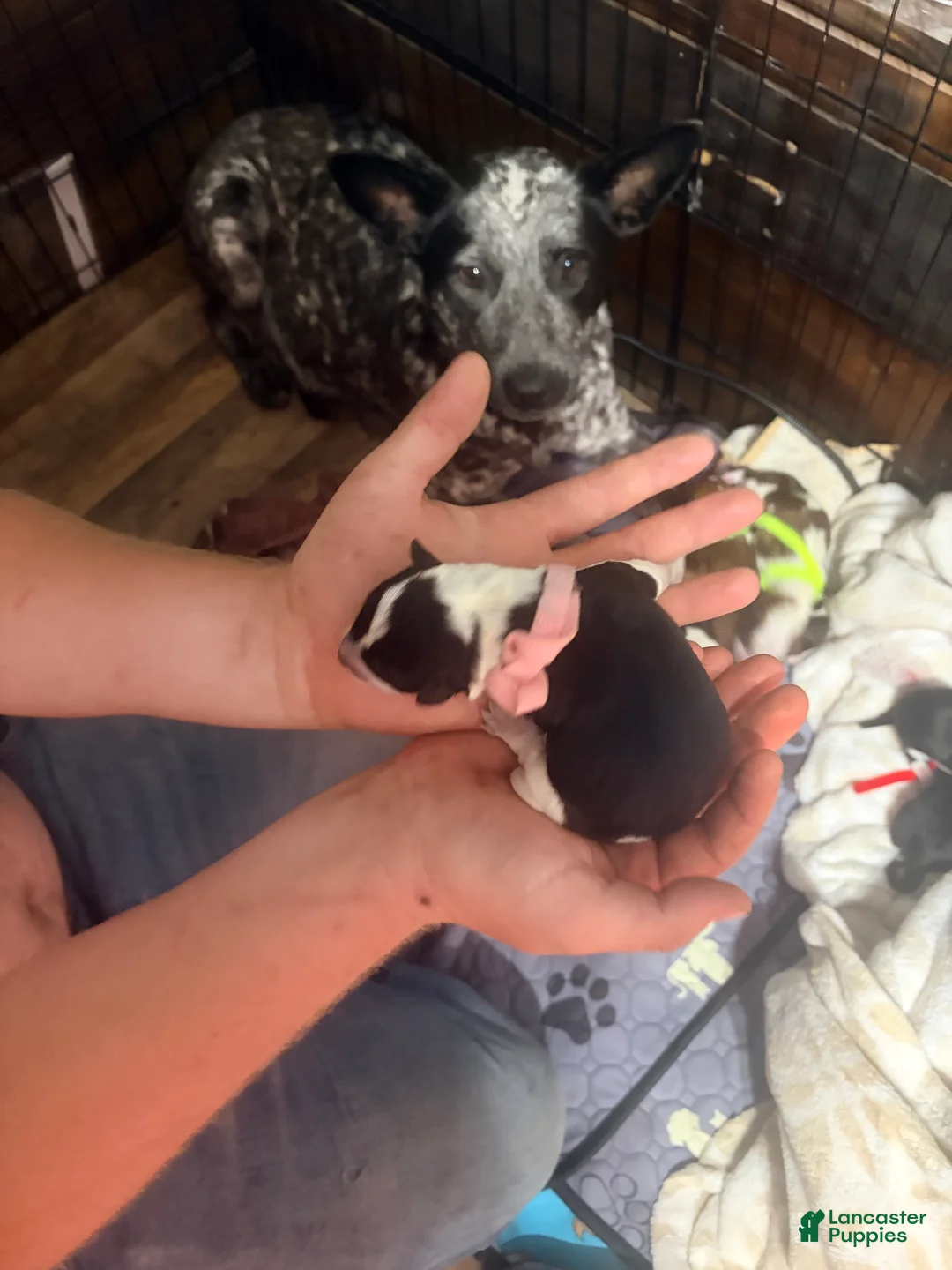 Australian Cattle Dog dogs for sale: Australian Cattle Dog 6 - Ad 2