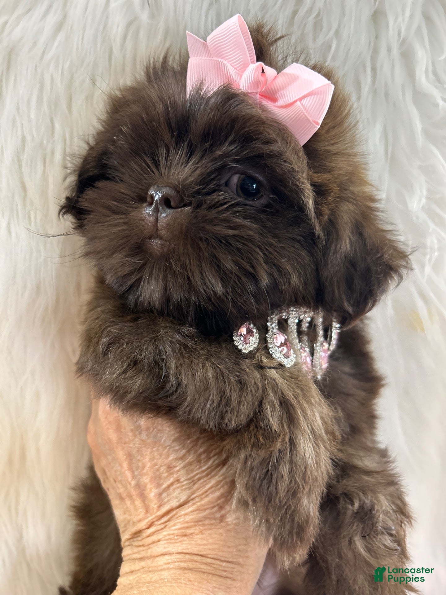 Shih Tzu dogs Coco  - Ad 1