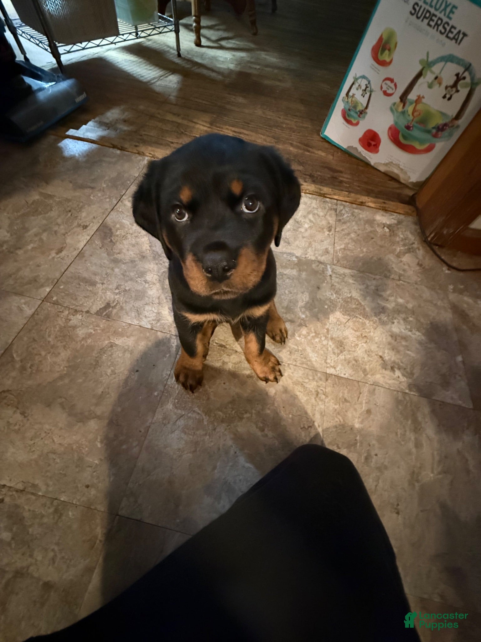 Rottweiler dogs Rottweiler 1 - Ad 12