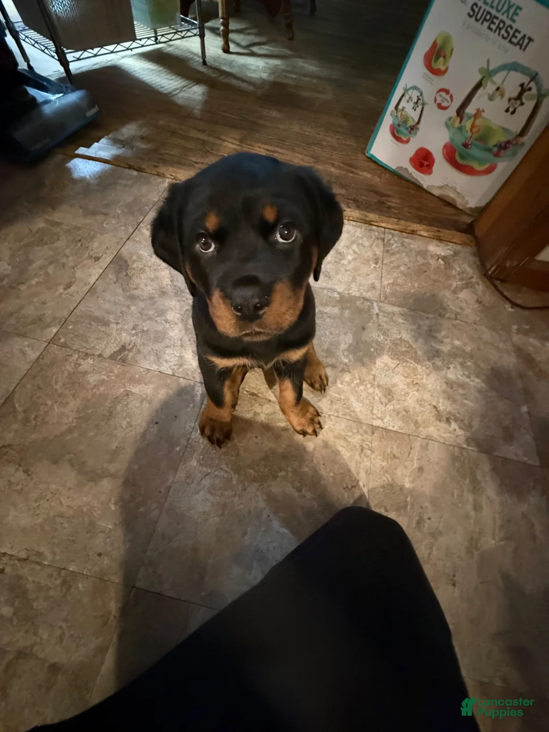 Rottweiler dogs for sale: Rottweiler 1 - Ad 1